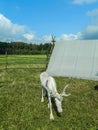 Reindeer in the Russian zoo. Royalty Free Stock Photo